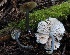  (Entoloma sp. CA07 - HAY-F-004737)  @11 [ ] by-nc (2023) Taye Bright Fungal Diversity Survey