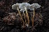  ( - HAY-F-004742)  @11 [ ] by-nc (2023) Taye Bright Fungal Diversity Survey