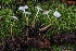  ( - HAY-F-004742)  @11 [ ] by-nc (2023) Taye Bright Fungal Diversity Survey