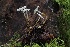  ( - HAY-F-004742)  @11 [ ] by-nc (2023) Taye Bright Fungal Diversity Survey
