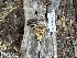  ( - HAY-F-004238)  @11 [ ] by-nc (2023) Jaren Hockert Fungal Diversity Survey