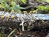  ( - HAY-F-004325)  @11 [ ] by-nc (2023) Jaren Hockert Fungal Diversity Survey