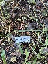  ( - HAY-F-004325)  @11 [ ] by-nc (2023) Jaren Hockert Fungal Diversity Survey