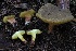  ( - HAY-F-004752)  @11 [ ] by-nc (2023) Taye Bright Fungal Diversity Survey