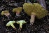  ( - HAY-F-004752)  @11 [ ] by-nc (2023) Taye Bright Fungal Diversity Survey