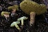  ( - HAY-F-004752)  @11 [ ] by-nc (2023) Taye Bright Fungal Diversity Survey