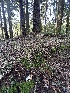  ( - HAY-F-004753)  @11 [ ] by-nc (2023) Taye Bright Fungal Diversity Survey
