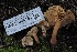  ( - HAY-F-004753)  @11 [ ] by-nc (2023) Taye Bright Fungal Diversity Survey