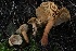  ( - HAY-F-004753)  @11 [ ] by-nc (2023) Taye Bright Fungal Diversity Survey