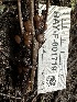  (Adelphella sp. SW38 - HAY-F-001719)  @11 [ ] by-nc (2023) Bat Vardeh Fungal Diversity Survey