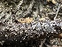  ( - HAY-F-001719)  @11 [ ] by-nc (2023) Bat Vardeh Fungal Diversity Survey