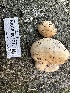  ( - HAY-F-001716)  @11 [ ] by-nc (2023) Bat Vardeh Fungal Diversity Survey