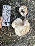  ( - HAY-F-001716)  @11 [ ] by-nc (2023) Bat Vardeh Fungal Diversity Survey