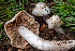  ( - HAY-F-004806)  @11 [ ] by-nc (2023) Dean Lyons Fungal Diversity Survey
