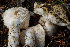  (Hygrophorus sp. gliocyclus-PNW12 - HAY-F-004805)  @11 [ ] by-nc (2023) Dean Lyons Fungal Diversity Survey