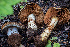  (Calonarius largentii - HAY-F-004803)  @11 [ ] by-nc (2023) Dean Lyons Fungal Diversity Survey