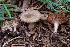  ( - HAY-F-004798)  @11 [ ] by-nc (2023) Dean Lyons Fungal Diversity Survey