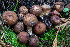  ( - HAY-F-004790)  @11 [ ] by-nc (2023) Dean Lyons Fungal Diversity Survey