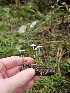 (Strobilurus occidentalis - HAY-F-006342)  @11 [ ] by (2023) Mandy Hackney Fungal Diversity Survey