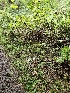  ( - HAY-F-006342)  @11 [ ] by (2023) Mandy Hackney Fungal Diversity Survey