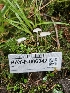  ( - HAY-F-006342)  @11 [ ] by (2023) Mandy Hackney Fungal Diversity Survey