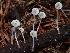  ( - HAY-F-006344)  @11 [ ] by (2023) Mandy Hackney Fungal Diversity Survey