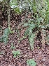  ( - HAY-F-006344)  @11 [ ] by (2023) Mandy Hackney Fungal Diversity Survey