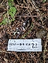  ( - HAY-F-006344)  @11 [ ] by (2023) Mandy Hackney Fungal Diversity Survey