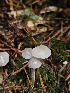  ( - HAY-F-006345)  @11 [ ] by (2023) Mandy Hackney Fungal Diversity Survey
