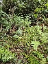  ( - HAY-F-006345)  @11 [ ] by (2023) Mandy Hackney Fungal Diversity Survey