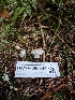 ( - HAY-F-006345)  @11 [ ] by (2023) Mandy Hackney Fungal Diversity Survey