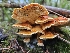  ( - HAY-F-006347)  @11 [ ] by (2023) Mandy Hackney Fungal Diversity Survey