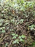  ( - HAY-F-006347)  @11 [ ] by (2023) Mandy Hackney Fungal Diversity Survey