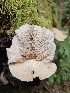  ( - HAY-F-006363)  @11 [ ] by (2023) Mandy Hackney Fungal Diversity Survey