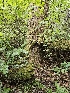  ( - HAY-F-006363)  @11 [ ] by (2023) Mandy Hackney Fungal Diversity Survey