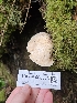  ( - HAY-F-006363)  @11 [ ] by (2023) Mandy Hackney Fungal Diversity Survey