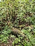  ( - HAY-F-006350)  @11 [ ] by (2023) Mandy Hackney Fungal Diversity Survey