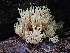  ( - HAY-F-006350)  @11 [ ] by (2023) Mandy Hackney Fungal Diversity Survey