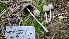  ( - HAY-F-002262)  @11 [ ] by-nc (2023) Thea Chesney Fungal Diversity Survey