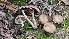  ( - HAY-F-002261)  @11 [ ] by-nc (2023) Thea Chesney Fungal Diversity Survey
