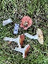  (Russula sp. CA12 - HAY-F-001757)  @11 [ ] by-nc (2023) Bat Vardeh Fungal Diversity Survey