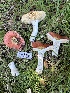  ( - HAY-F-001757)  @11 [ ] by-nc (2023) Bat Vardeh Fungal Diversity Survey