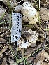  (Russula albidula - HAY-F-001760)  @11 [ ] by-nc (2023) Bat Vardeh Fungal Diversity Survey