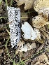  ( - HAY-F-001760)  @11 [ ] by-nc (2023) Bat Vardeh Fungal Diversity Survey