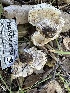  ( - HAY-F-001760)  @11 [ ] by-nc (2023) Bat Vardeh Fungal Diversity Survey