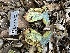  ( - HAY-F-001748)  @11 [ ] by-nc (2023) Bat Vardeh Fungal Diversity Survey