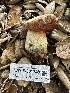  ( - HAY-F-001748)  @11 [ ] by-nc (2023) Bat Vardeh Fungal Diversity Survey