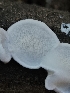  ( - HAY-F-006361)  @11 [ ] by (2023) Mandy Hackney Fungal Diversity Survey