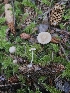  ( - HAY-F-006357)  @11 [ ] by (2023) Mandy Hackney Fungal Diversity Survey