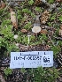  ( - HAY-F-006357)  @11 [ ] by (2023) Mandy Hackney Fungal Diversity Survey